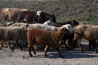 Wool Unwanted: Sheep Farming Slashed in Rostov