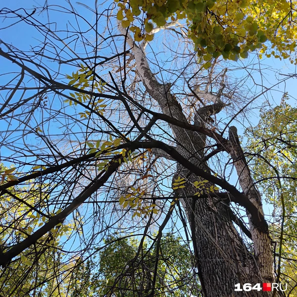 Источник: Сергей Гендин / 164.RU