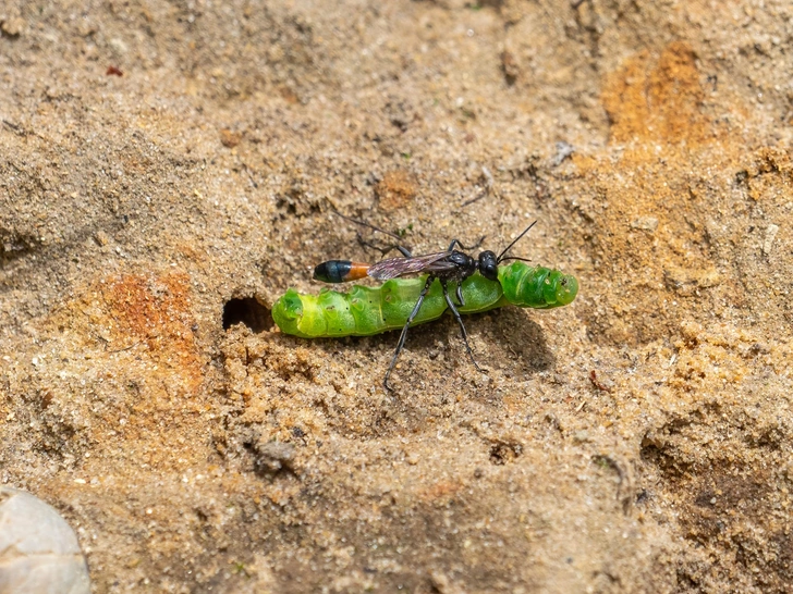 Источник: Keith Hider via Shutterstock/Fotodom.ru