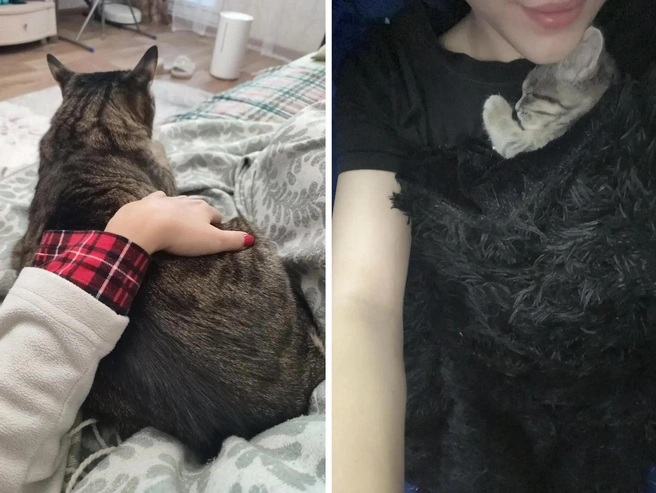 Коты приходят греться к своим хозяевам | Источник: Диляра, Мария