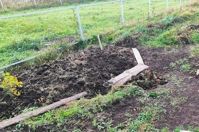 Биолог: еда под кустами привлекает мышей
