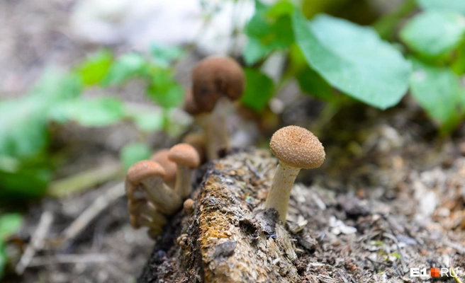 Помним, да, незнакомые грибы не трогаем | Источник: Артем Устюжанин / E1.RU