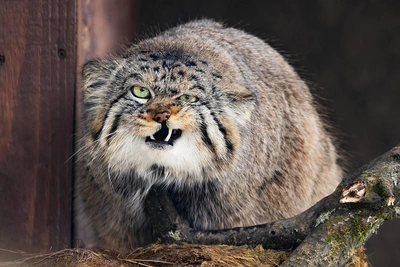 Манул Борис готовится к весне в красноярском зоопарке