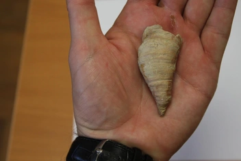 Ругозы по форме напоминали рог | Источник: НГИАМЗ