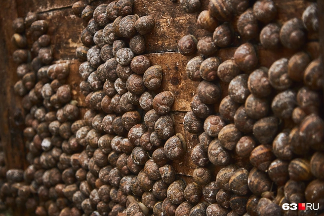 Больше улиток, хороших и разных! | Источник: Роман Данилкин / 63.RU