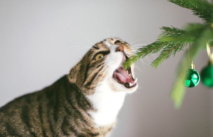 Фото №1 - Как отучить кошку портить новогоднюю елку и мишуру. Элементарный и эффективный лайфхак