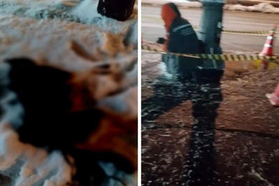 Хаски скончался от удара тока на прогулке в Москве