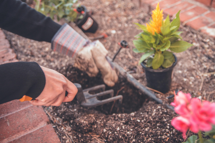 Спасаем саженцы после заморозков: 5 шагов для восстановления сада после холодной весны
