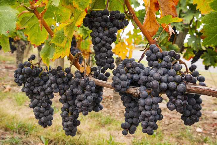 Виноград так же полезен для сосудов, как вино?