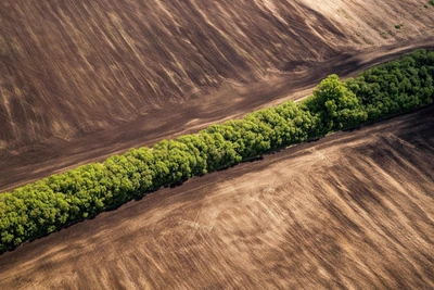 Stalin's Shelterbelts in Rostov Region to Be Restored