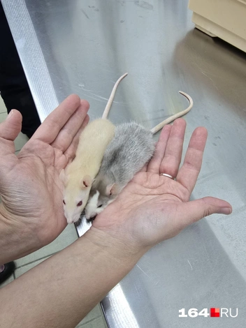 Но не Twix | Источник: Семен Коротов-Майбах / 164.RU