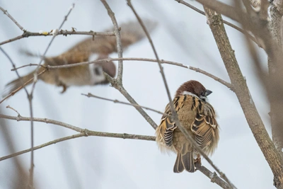 Снег и ветер ожидаются в Приморье 28 февраля