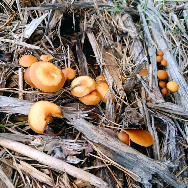 Источник: Наталия Пирожкова / Дары лесов Урала. Грибы Екатеринбурга и области / Vk.com