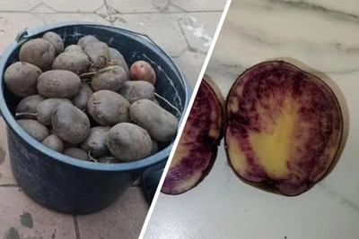 Nizhnevartovsk resident grows purple potato