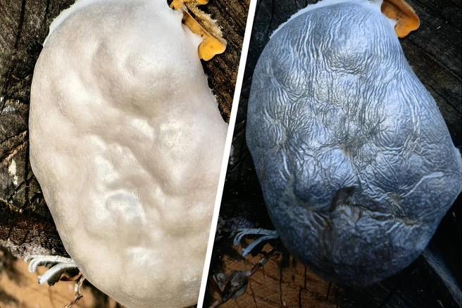 Оказалось, что это совсем не гриб | Источник: Юлия Шушакова / vk.com