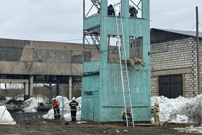 Соревнования по пожарно-спасательному спорту в Тымовском