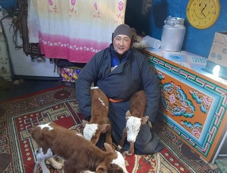 В Монголии у коровы родилась тройня (это редчайший случай)