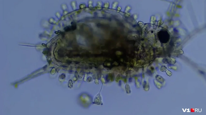 Эта дафния размером меньше миллиметра, но именно такие рачки очищают воду в наших прудах | Источник: Николай Онистратенко