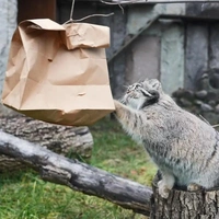 На «з» начинается, на «а» заканчивается: манул Тимофей подарил русскому языку новое слово