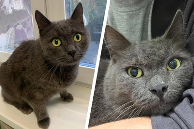 Perm residents seek home for lost cat