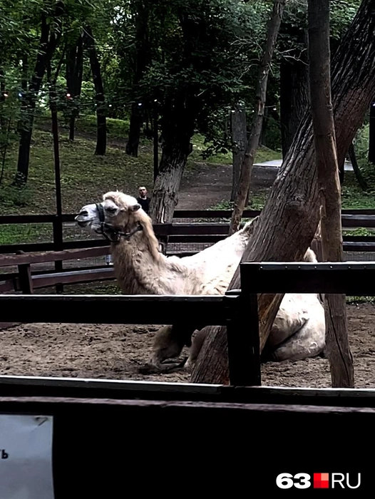 «Корабль пустыни» в самарском парке | Источник: Ксения Бирюкова / 63.RU