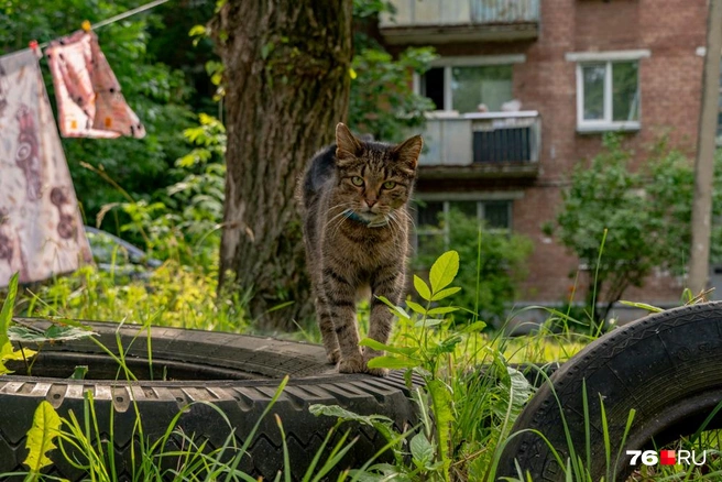 Котик, как мы в детстве, скачет по покрышкам | Источник: Кирилл Поверинов / 76.RU