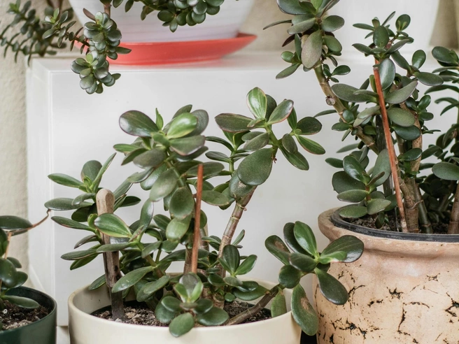 Если толстянке не хватает влаги, то лист утончается и теряет упругость | Источник: Nadiye Odabaşı / pexels.com