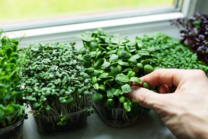 Как вырастить микрозелень на подоконнике без земли: проращиваем в домашних условиях