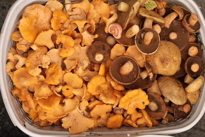 Лисички содержат большое количество витаминов, а также множество аминокислот и микроэлементов. А вы любите такие грибы?  | Источник: Ольга Курочкина 