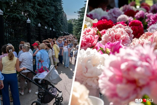 Пермяки выстроились в очередь, чтобы посмотреть на пионы | Источник: Василина Любимова / 59.RU