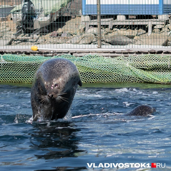 Источник: Елена Буйвол / VLADIVOSTOK1.RU
