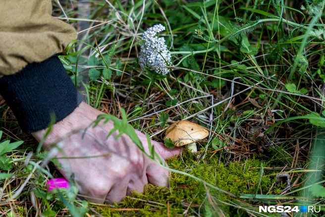 Грибники ведрами выносят лисички из лесов | Источник: Артем Ленц / NGS24.RU