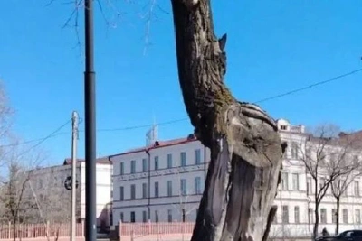 В Благовещенске старые деревья заменят соснами и ясенями