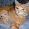 userpic__ksenybelova971
