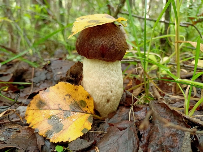 Источник: Светлана Звонарева