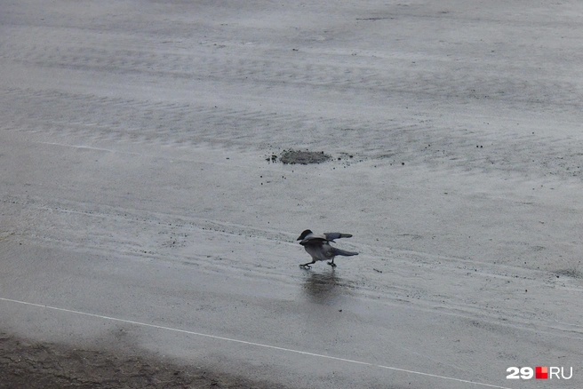 Источник: Иван Митюшёв / 29.RU