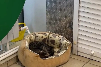 Кот Васька надеется обрести дом в день кошек