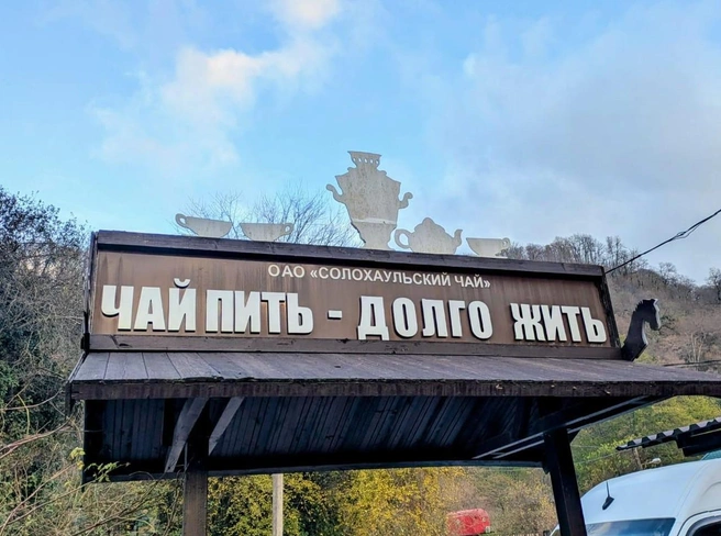 Именно здесь переселенец из Украины Иуда Антонович Кошман в 1901 году впервые начал экспериментировать с выращиванием чая | Источник: Оксана Витязь / SOCHI1.RU