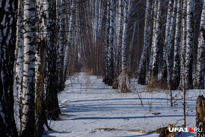 Есть здесь и небольшая березовая чаща | Источник: Булат Салихов / UFA1.RU