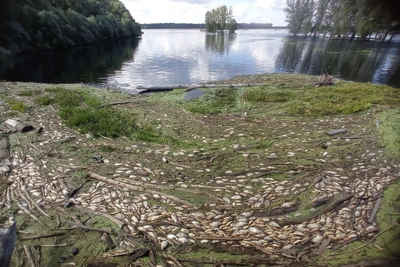 Мертвая рыба в Ярковском районе: фото очевидцев
