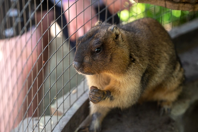 Это чума. Власти Бурятии запретили местным есть сурков | Источник: Евгений Вдовин / 161.RU