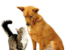 Почему собаки гоняют кошек?