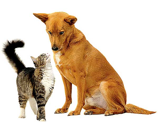 Почему собаки гоняются за кошками: причины и рекомендации