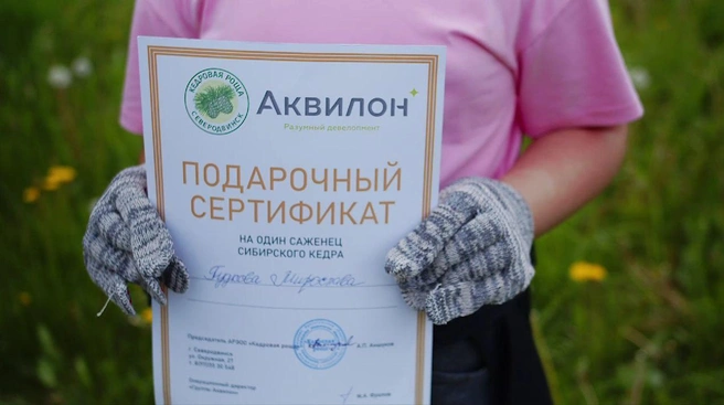Участники конкурса рисунков получили сертификаты на высадку сибирского кедра | Источник: Группа Аквилон