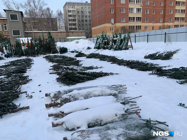 За 5000 рублей на складе на улице Гоголя, 204б, можно присмотреть отборную макушку взрослой пихты. За 2000 можно выбрать маленькую симпатичную пихту | Источник: Виктор Бобровников