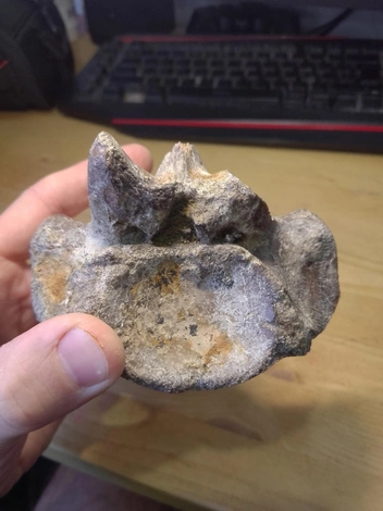 Еще одна из костей морских гигантов | Источник: Юлия Тузова / Vk.com