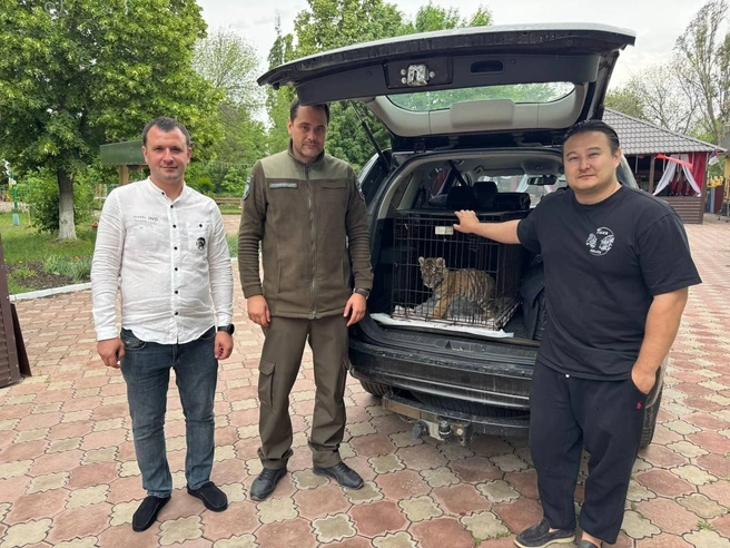 «Времени не теряли»: из ЛНР в Ленобласть привезли двухмесячного амурского тигренка. Посмотрите на него | Источник: Экология — дело каждого! / Телеграм