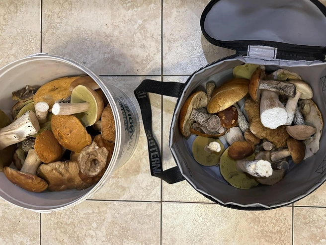 Подосиновики и подберезовики грибники ценят наряду с белыми | Источник: Андрей Пармон / Грибы в Подмосковье 2025 / VK.com