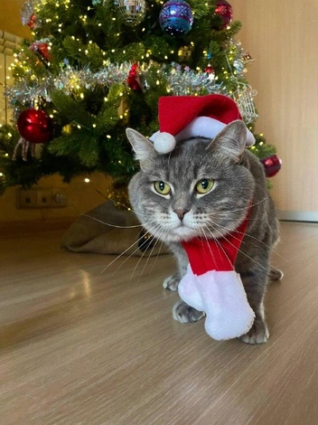 «Я разрешил ей это лишь потому, что красный идет к цвету моей мести» | Источник: читатель НГС 