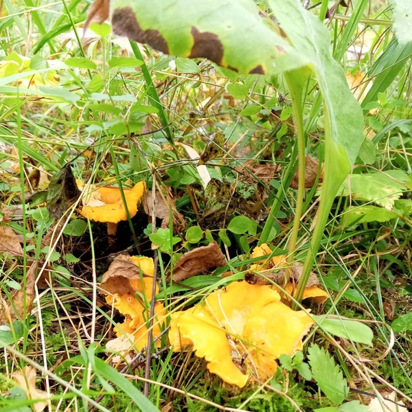 Источник: Дары лесов Урала. Грибы Екатеринбурга и области / Vk.com